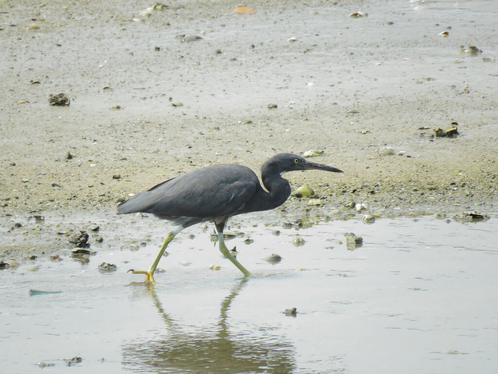 Pacific Reef Heron