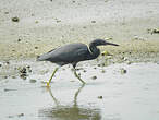 Aigrette sacrée