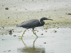 Aigrette sacrée