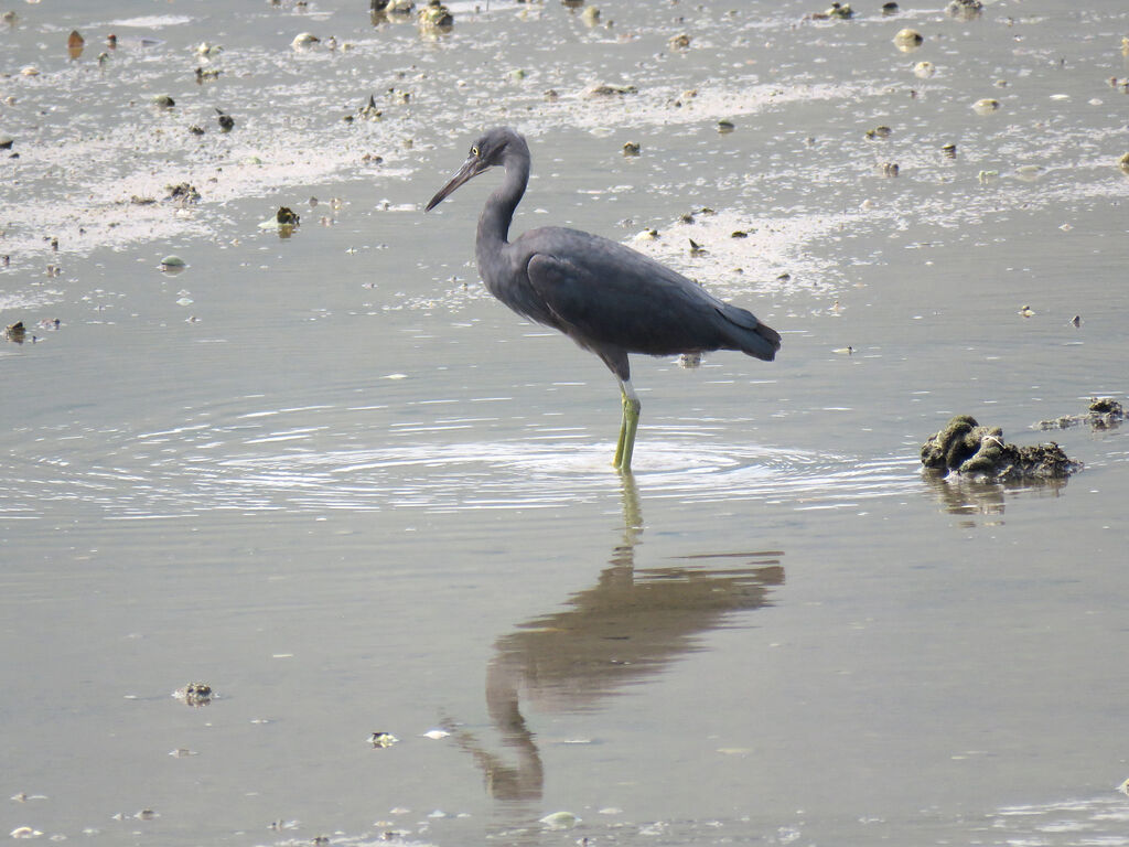 Pacific Reef Heron