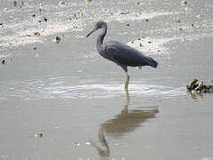 Pacific Reef Heron