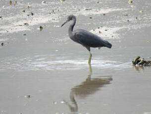 Aigrette sacrée