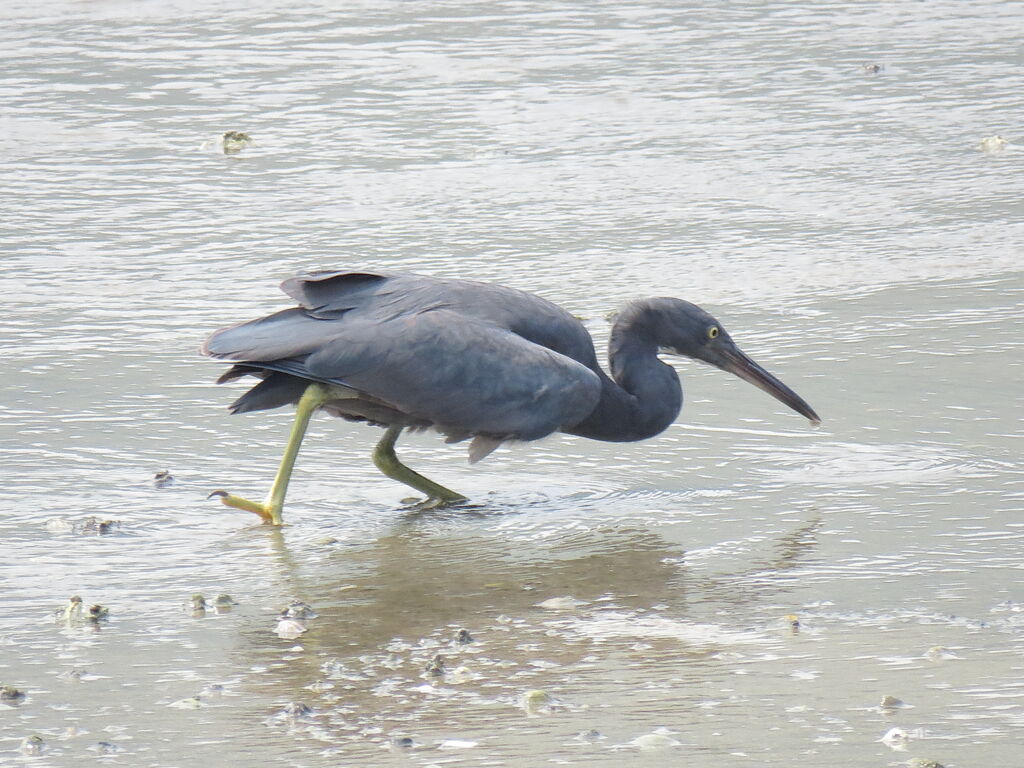 Aigrette sacrée