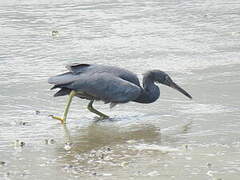 Pacific Reef Heron