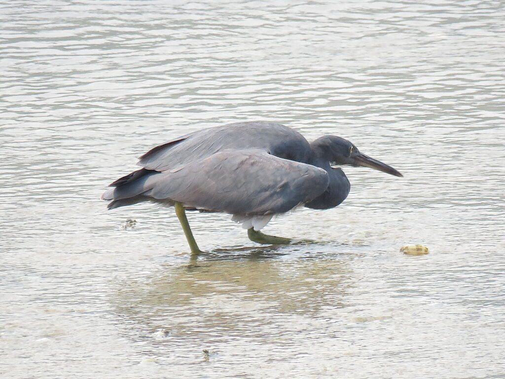 Pacific Reef Heron