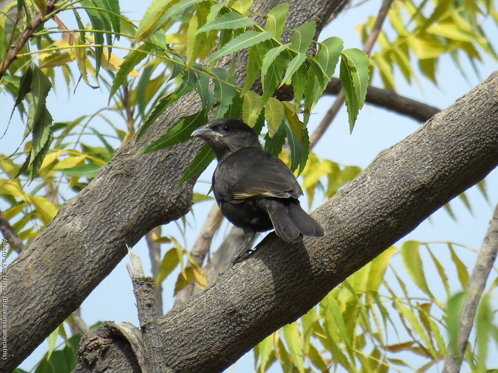 White-billed Buffalo Weaver