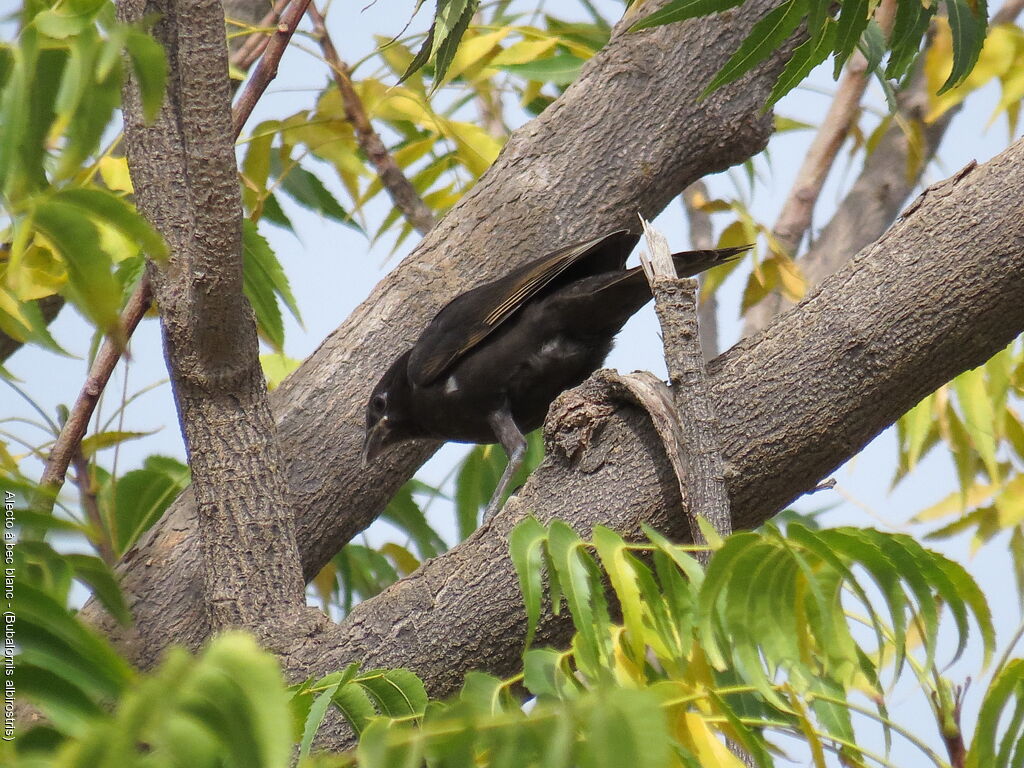 White-billed Buffalo Weaver