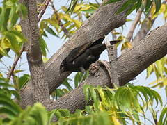 White-billed Buffalo Weaver