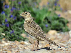 Eurasian Skylark