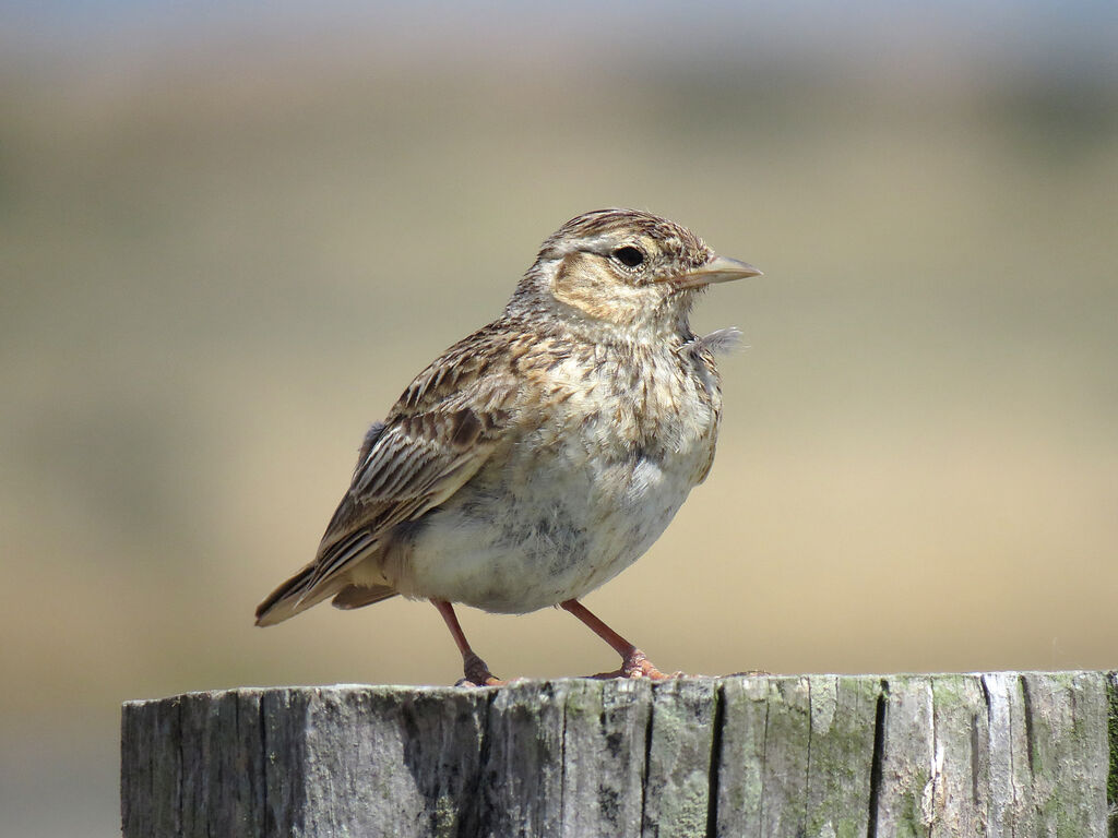 Eurasian Skylark