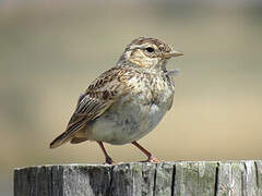 Eurasian Skylark