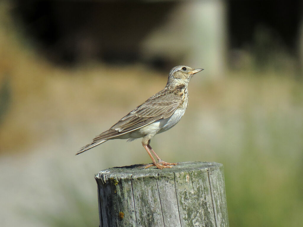 Eurasian Skylark