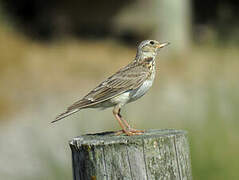 Eurasian Skylark