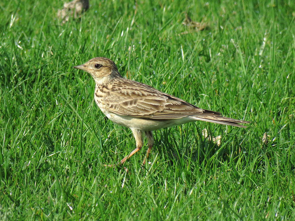 Eurasian Skylark