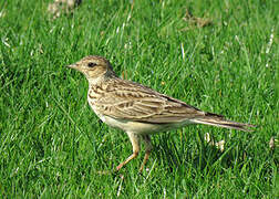 Eurasian Skylark