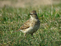 Eurasian Skylark