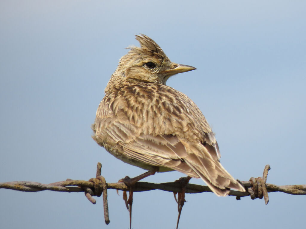 Eurasian Skylark