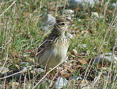 Eurasian Skylark