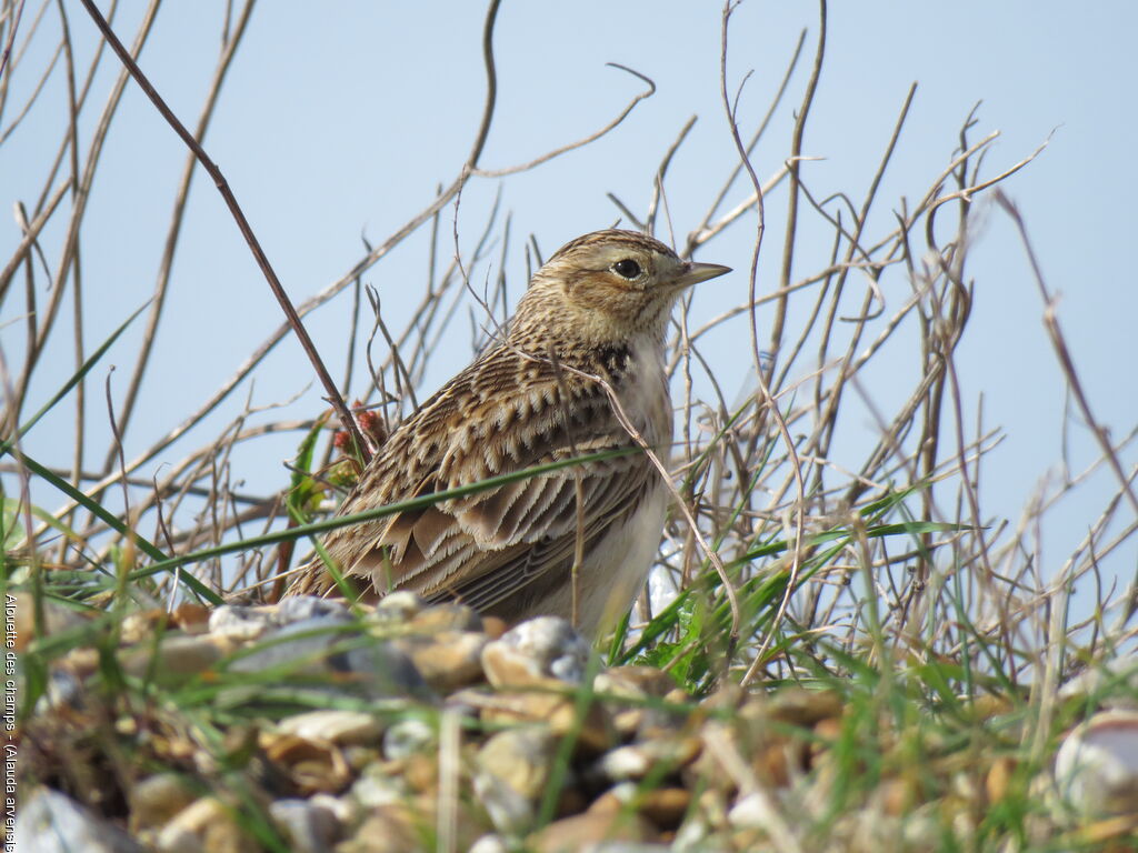 Eurasian Skylark