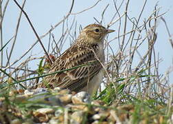 Eurasian Skylark