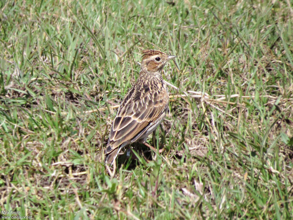 Oriental Skylark