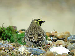 Horned Lark