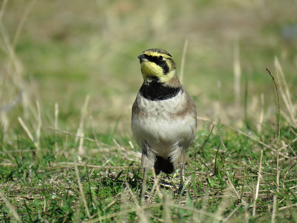 Horned Lark