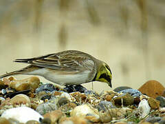 Horned Lark