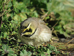 Horned Lark