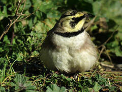 Horned Lark