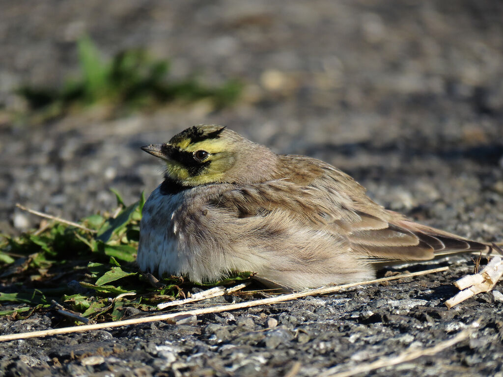 Horned Lark