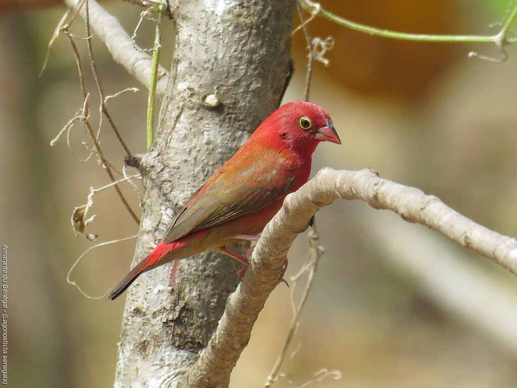 Red-billed Firefinch