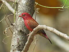 Red-billed Firefinch