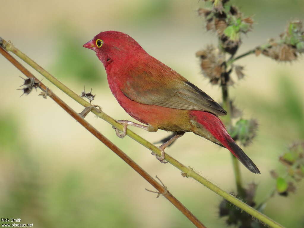 Red-billed Firefinch