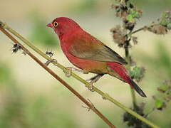 Red-billed Firefinch