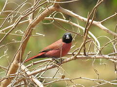 Black-faced Firefinch