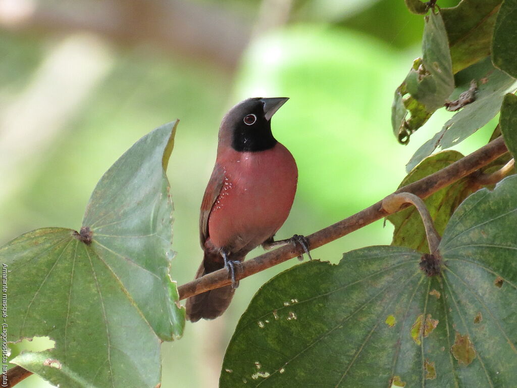 Black-faced Firefinch