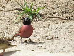 Black-faced Firefinch