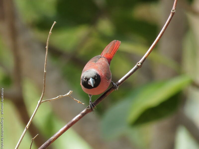Black-faced Firefinch