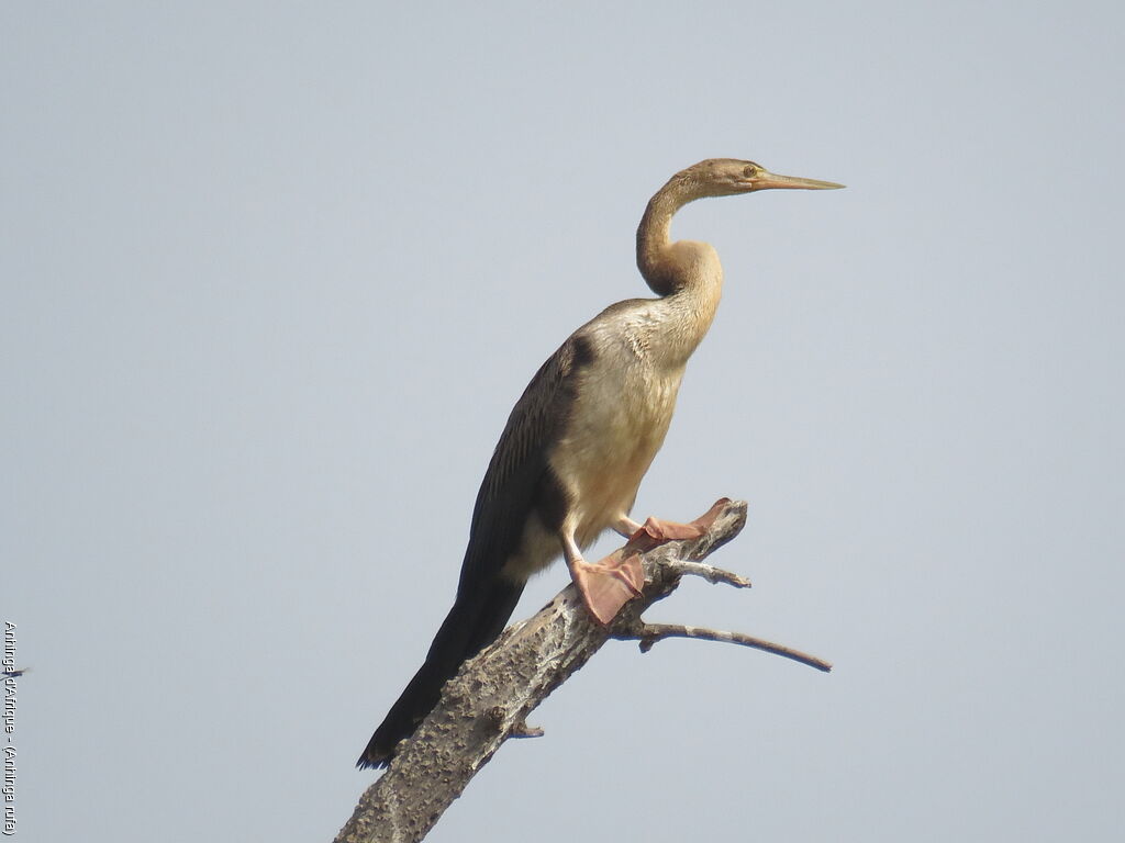 African Darter