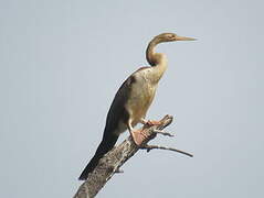 African Darter