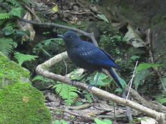 Blue Whistling Thrush