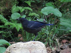 Blue Whistling Thrush