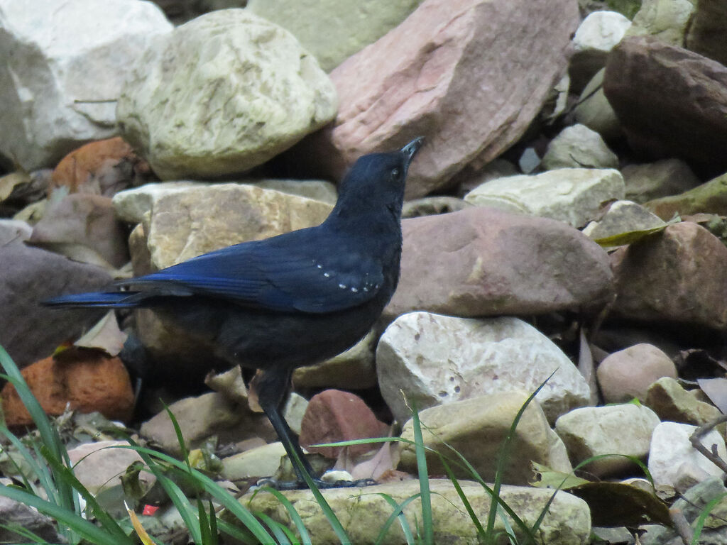 Blue Whistling Thrush