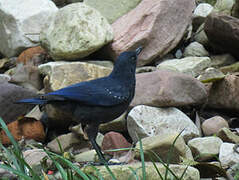 Blue Whistling Thrush