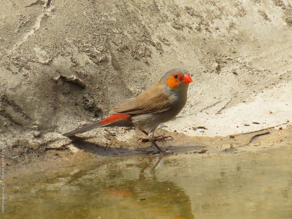 Orange-cheeked Waxbill