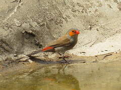 Orange-cheeked Waxbill