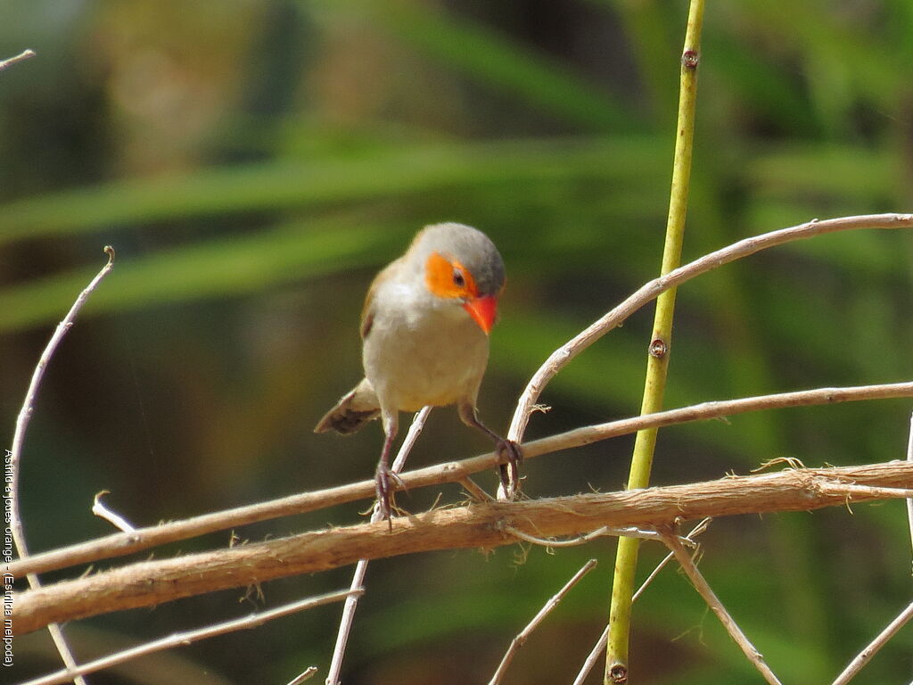 Orange-cheeked Waxbill