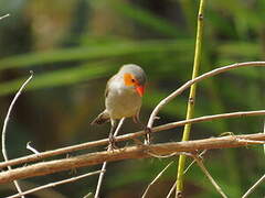 Orange-cheeked Waxbill