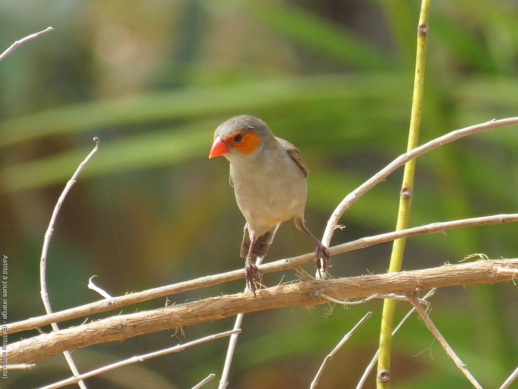 Orange-cheeked Waxbill